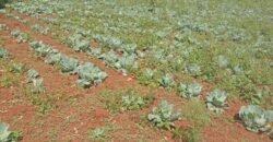 1/2 Acre of Land for Lease Available in Kikuyu, Kenya