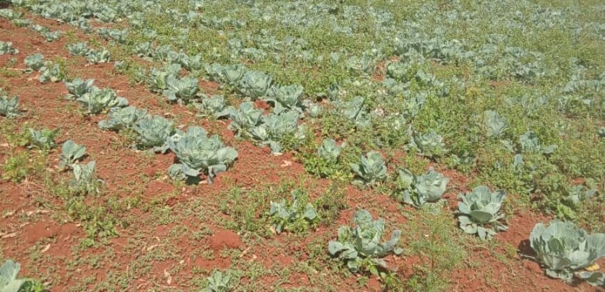 1/2 Acre of Land for Lease Available in Kikuyu, Kenya