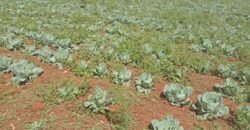 1/2 Acre of Land for Lease Available in Kikuyu, Kenya