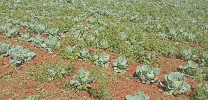 1/2 Acre of Land for Lease Available in Kikuyu, Kenya