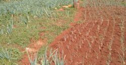 100 x 100 Land for Sale in Ondiri, Kikuyu Neighborhood for Modern Residential Homes