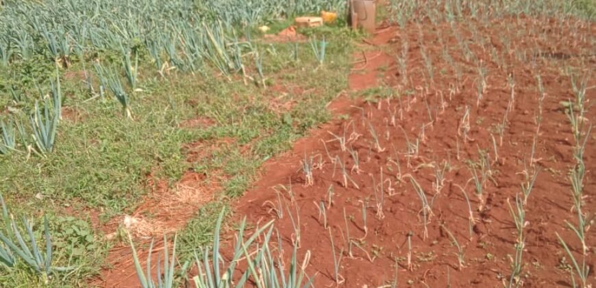 100 x 100 Land for Sale in Ondiri, Kikuyu Neighborhood for Modern Residential Homes