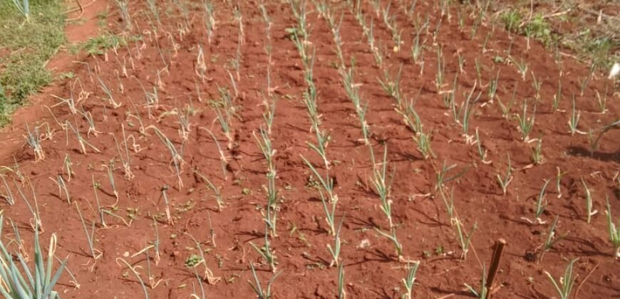 100 x 100 Land for Sale in Ondiri, Kikuyu Neighborhood for Modern Residential Homes