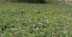 1/2 Acre of Land for Lease Available in Kikuyu, Kenya