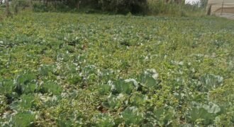 1/2 Acre of Land for Lease Available in Kikuyu, Kenya
