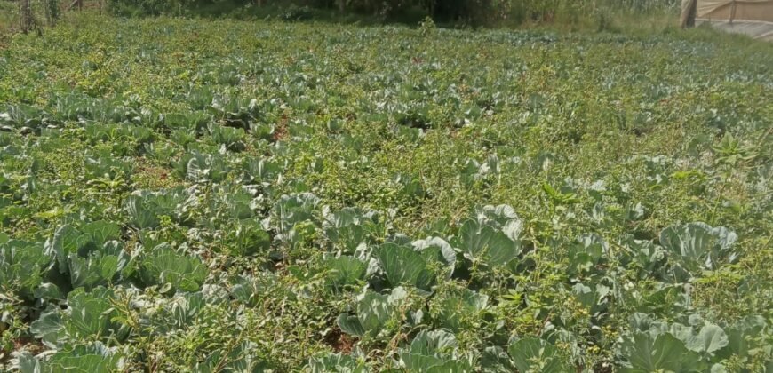 1/2 Acre of Land for Lease Available in Kikuyu, Kenya