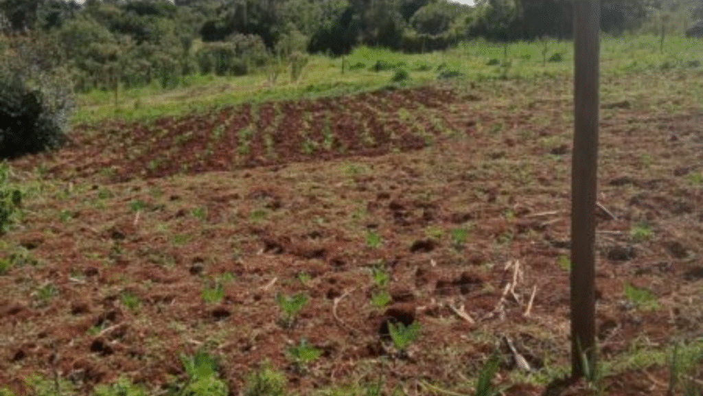 josfa-home-design012