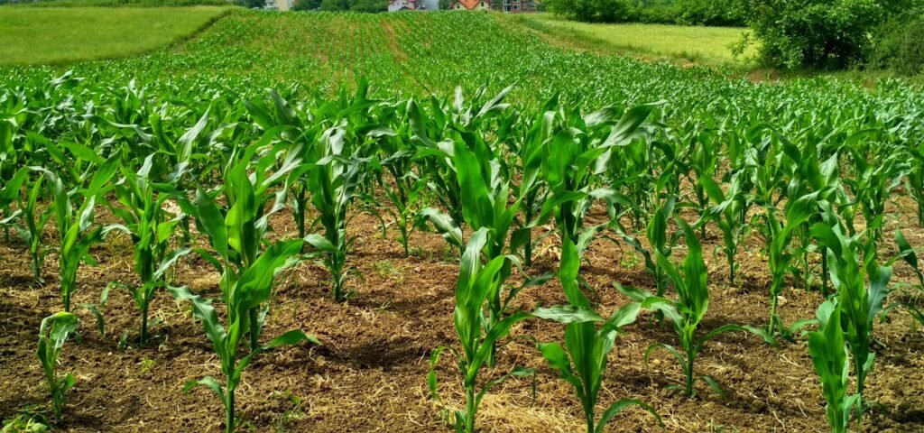 josfa-homes-photo-1112080-1112080 Vibrant cornfield for lease